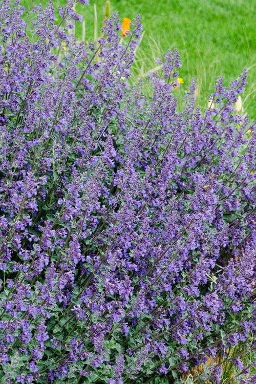 Six Hills Giant Catmint (Nepeta) - 5 Pack Of Quart Pots - Image 6