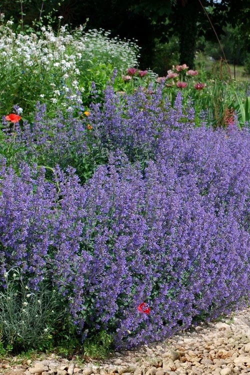Six Hills Giant Catmint (Nepeta) - 5 Pack Of Quart Pots - Image 7