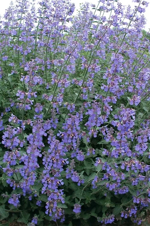 Six Hills Giant Catmint (Nepeta) - 5 Pack Of Quart Pots - Image 4