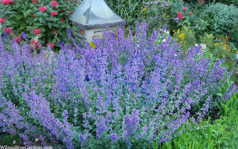 Six Hills Giant Catmint (Nepeta) - 5 Pack Of Quart Pots - Image 5