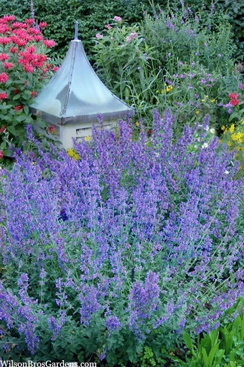 Six Hills Giant Catmint (Nepeta) - 5 Pack Of Quart Pots - Image 8