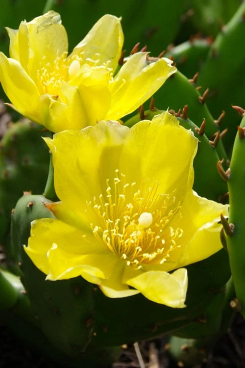 Eastern Prickly Pear Cactus (Opuntia Humifusa) - 3 Gallon Pot - Image 10