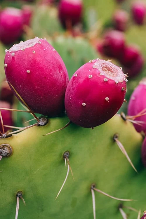 Eastern Prickly Pear Cactus (Opuntia Humifusa) - 3 Gallon Pot - Image 7