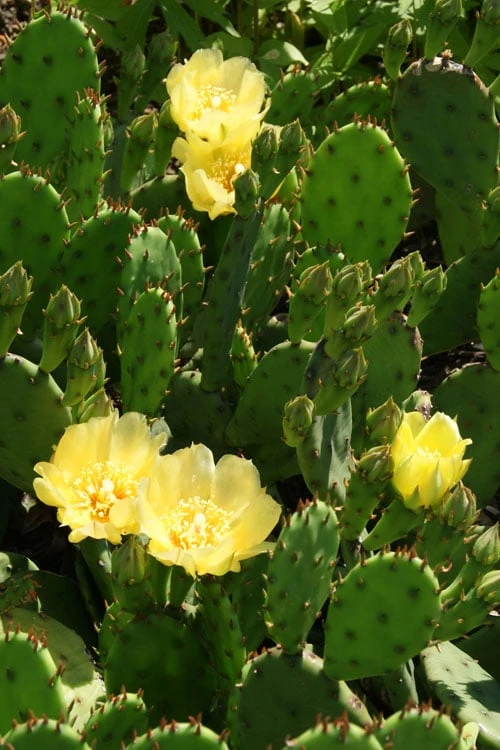 Eastern Prickly Pear Cactus (Opuntia Humifusa) - 3 Gallon Pot - Image 8