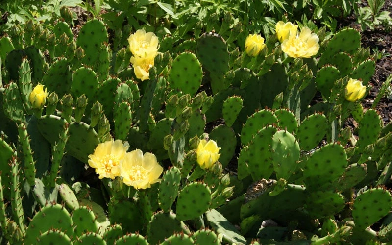 Eastern Prickly Pear Cactus (Opuntia Humifusa) - 3 Gallon Pot - Image 9