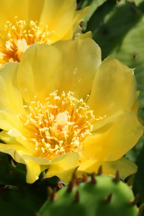 Eastern Prickly Pear Cactus (Opuntia Humifusa) - 3 Gallon Pot - Image 5