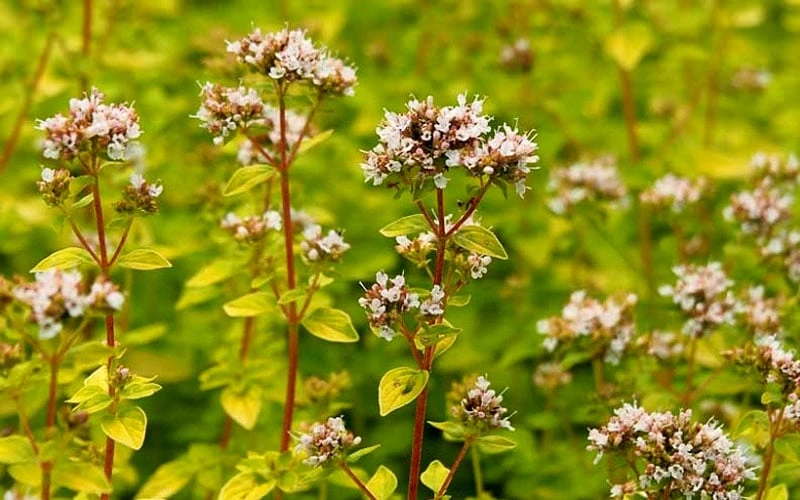 Golden Oregano - 6 Pack Of Pint Pots - Image 6