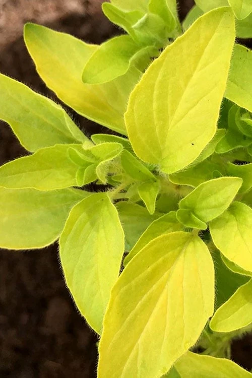 Golden Oregano - 6 Pack Of Pint Pots - Image 5