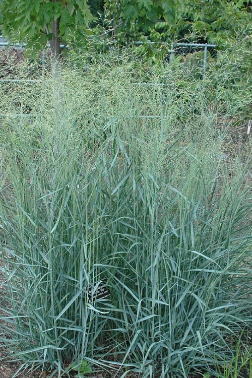 Prairie Sky Red Switch Grass (Panicum Virgatum) - 1 Gallon Pot - Image 4