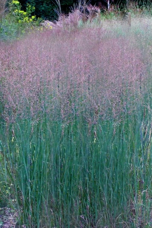 Prairie Sky Red Switch Grass (Panicum Virgatum) - 1 Gallon Pot - Image 9