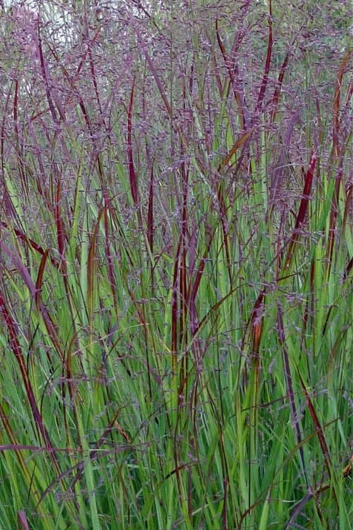 Prairie Sky Red Switch Grass (Panicum Virgatum) - 1 Gallon Pot - Image 5