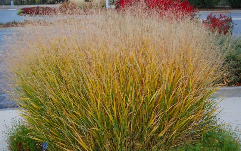 Prairie Sky Red Switch Grass (Panicum Virgatum) - 1 Gallon Pot - Image 6