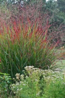 Rotstrahlbusch Red Switch Grass (Panicum Virgatum) - 1 Gallon Pot