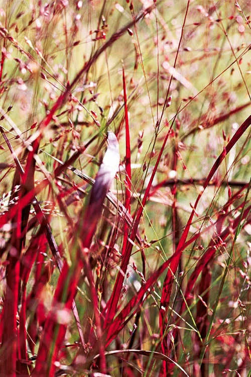 Rotstrahlbusch Red Switch Grass (Panicum Virgatum) - 8 Pack Of 1 Gallon Pots - Image 5