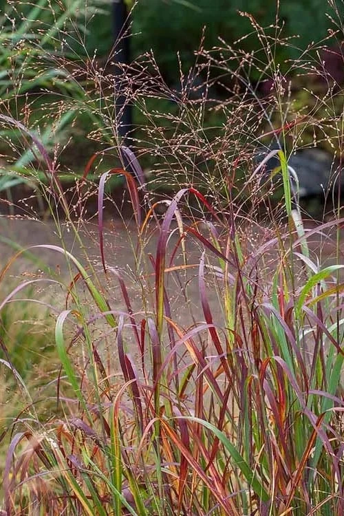 Rotstrahlbusch Red Switch Grass (Panicum Virgatum) - 8 Pack Of 1 Gallon Pots - Image 6