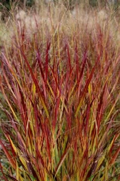 Shenandoah Switch Grass - Panicum Virgatum - 6 Pack Of 1 Gallon Pots