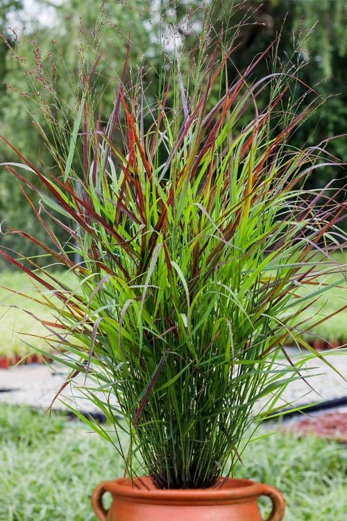 Shenandoah Switch Grass - Panicum Virgatum - 6 Pack Of 1 Gallon Pots - Image 5