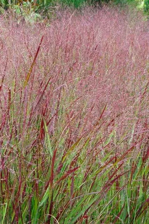 Shenandoah Switch Grass - Panicum Virgatum - 6 Pack Of 1 Gallon Pots - Image 4