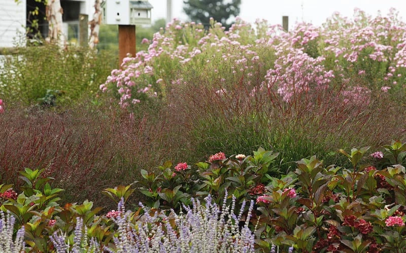 Shenandoah Switch Grass - Panicum Virgatum - 6 Pack Of 1 Gallon Pots - Image 6