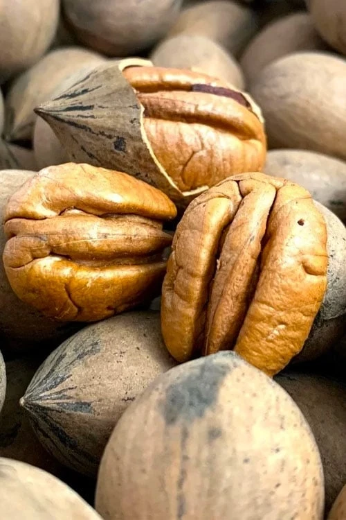 Elliot Pecan Tree - 5 Gallon Pot