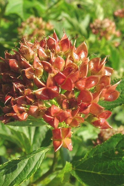 Atlantic Ninebark (Physocarpus Opulifolius) - 3 Gallon Pot - Image 6