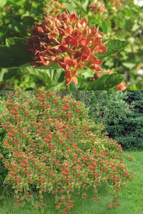 Atlantic Ninebark (Physocarpus Opulifolius) - 1 Gallon Pot - Image 5