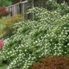 Atlantic Ninebark (Physocarpus Opulifolius) - 1 Gallon Pot