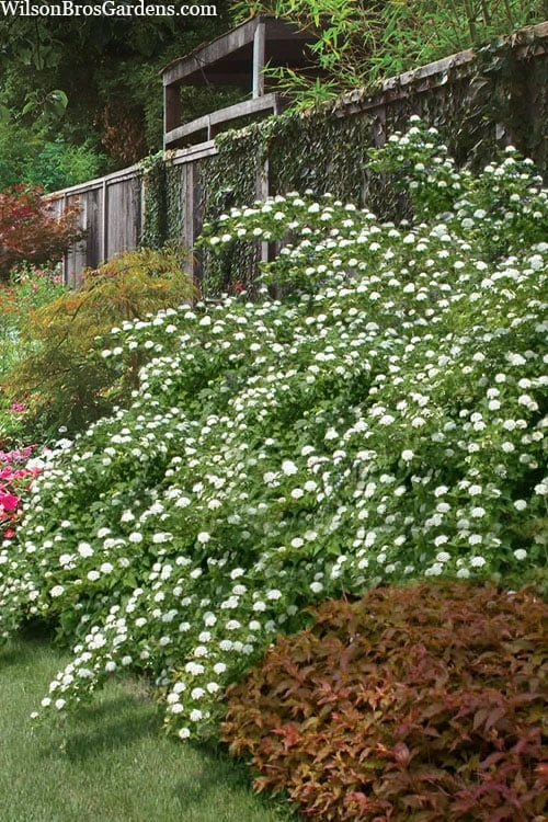 Atlantic Ninebark (Physocarpus Opulifolius) - 1 Gallon Pot