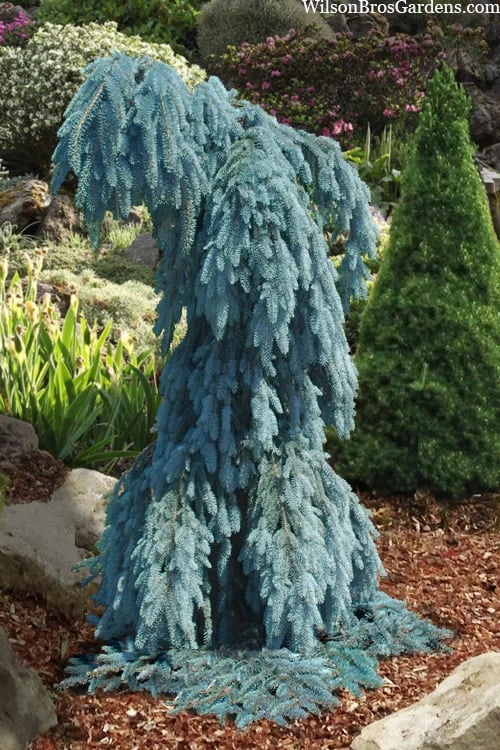 Slenderina Weeping Colorado Blue Spruce - 1 Gallon Pot - Image 3