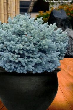 Dwarf Globe Blue Spruce (Picea Pungens 'Globosa') - 1 Gallon Pot