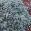 Lundeby's Dwarf Colorado Blue Spruce (Picea Pungens) - 3 Gallon Pot