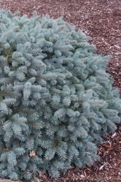 Lundeby's Dwarf Colorado Blue Spruce (Picea Pungens) - 3 Gallon Pot