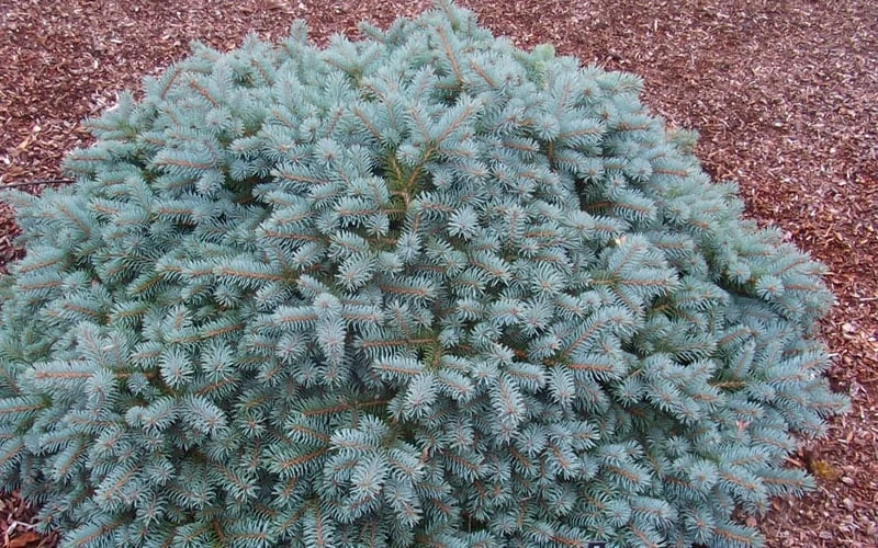 Lundeby's Dwarf Colorado Blue Spruce (Picea Pungens) - 3 Gallon Pot - Image 4