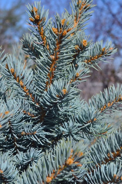 Montgomery Dwarf Blue Spruce (Picea Pungens 'Montgomery') - 2 Gallon Pot - Image 7