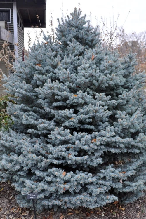 Montgomery Dwarf Blue Spruce (Picea Pungens 'Montgomery') - 2 Gallon Pot - Image 5