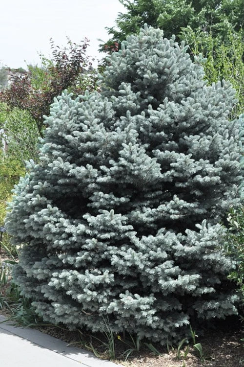 Montgomery Dwarf Blue Spruce (Picea Pungens 'Montgomery') - 2 Gallon Pot - Image 4