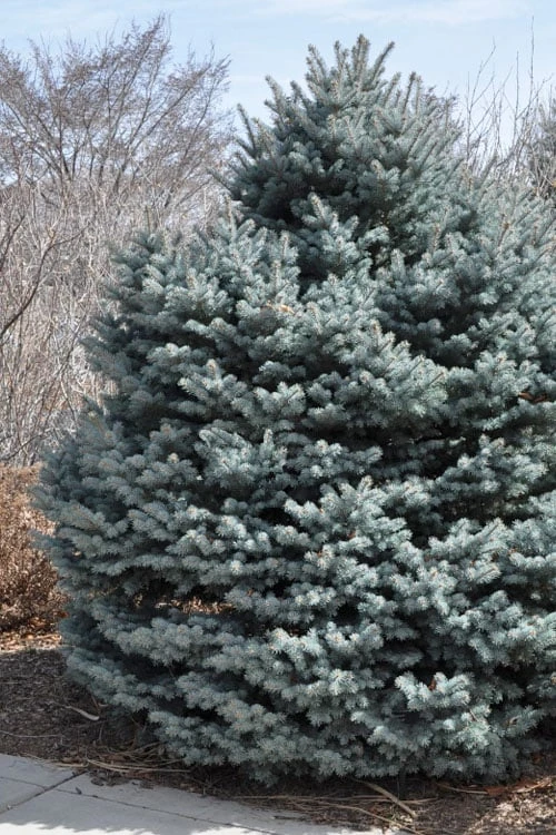 Montgomery Dwarf Blue Spruce (Picea Pungens 'Montgomery') - 2 Gallon Pot - Image 6