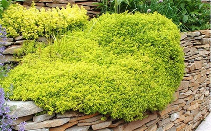 Archers Gold Lemon Thyme - Thymus Citriodorus - 10 Pack Of Pint Pots - Image 4