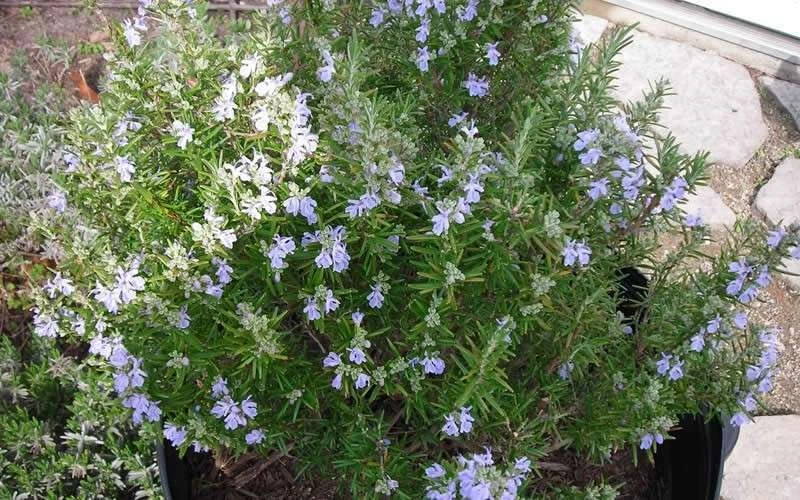 Tuscan Blue Rosemary - 1 Gallon Pot - Image 5