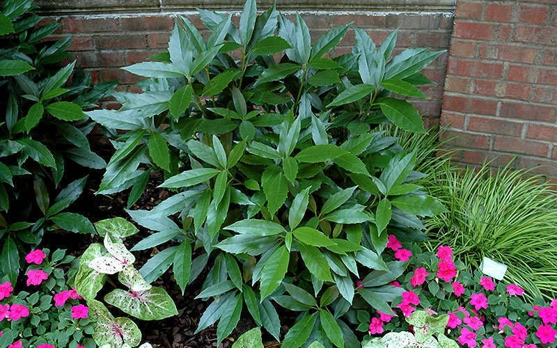 Sawtoothed Aucuba Serratifolia - 3 Gallon Pot - Image 6