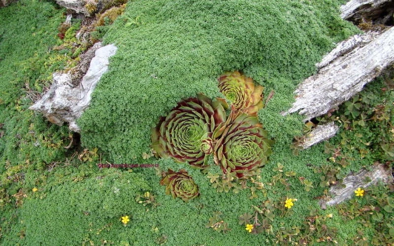 Elfin Creeping Thyme - Thymus Serpyllum Elfin - 18 Pack Of 3.5" Pint Pots - Image 5