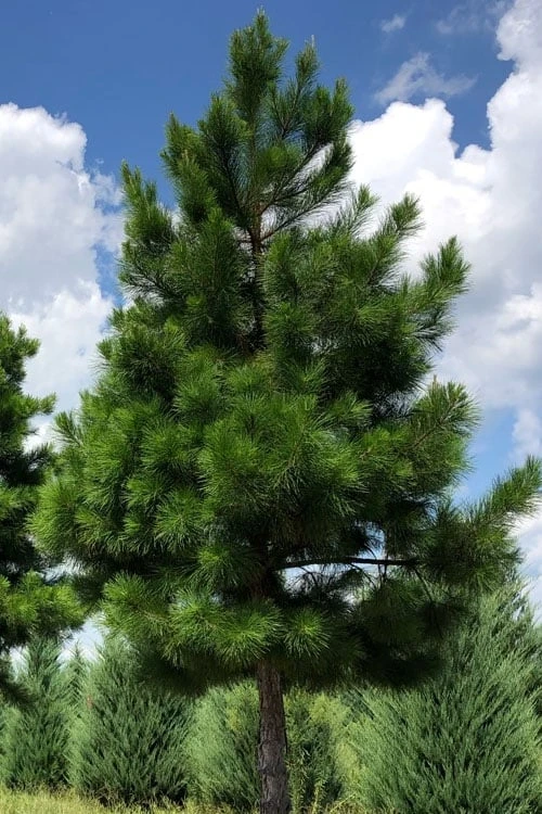 Shortleaf Rosemary Pine (Pinus Echinata) - 1 Gallon Pot - Image 6