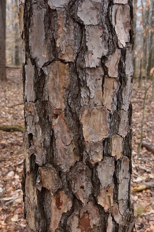 Shortleaf Rosemary Pine (Pinus Echinata) - 1 Gallon Pot - Image 7