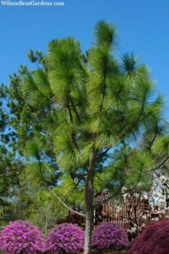 Southern Yellow Long Leaf Pine Tree (Pinus Palustris) - 3 Gallon Pot