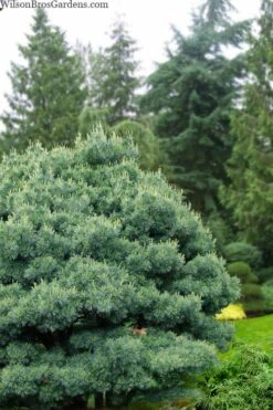 Blue Shag Eastern White Pine - 2 Gallon Pot