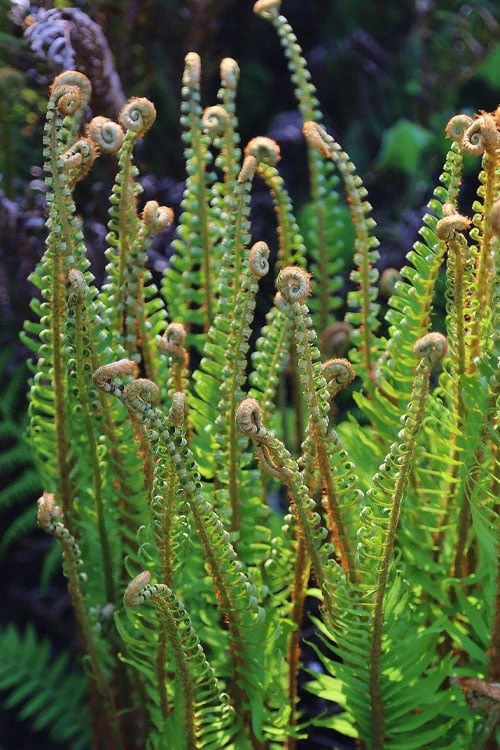 Western Sword Fern (Polystichum Munitum) - 1 Gallon Pot - Image 4