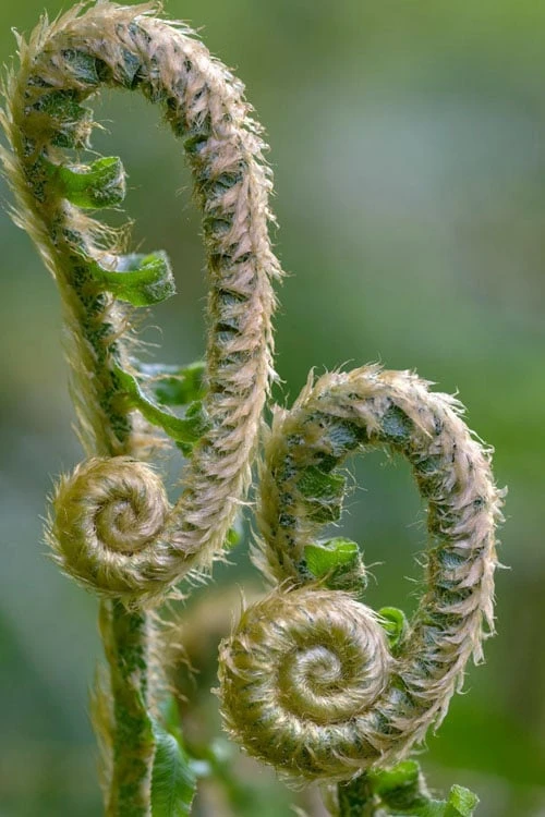 Western Sword Fern (Polystichum Munitum) - 1 Gallon Pot - Image 8