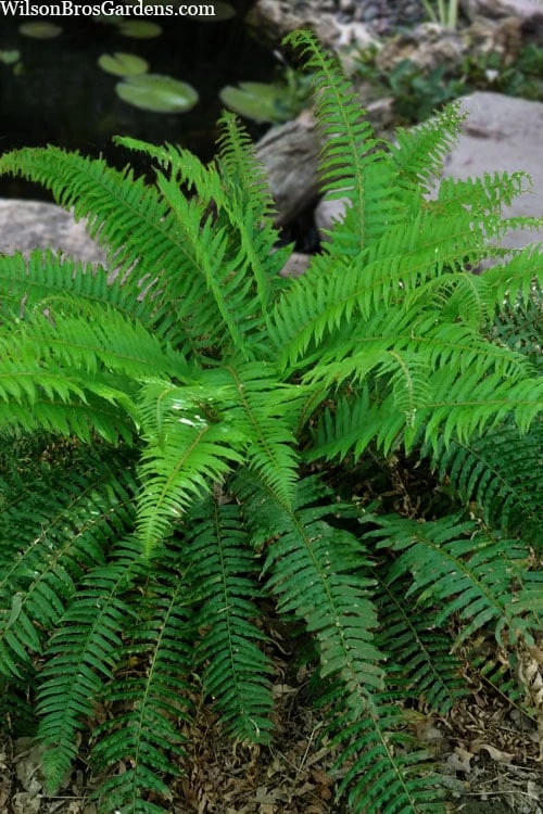 Western Sword Fern (Polystichum Munitum) - 1 Gallon Pot - Image 9