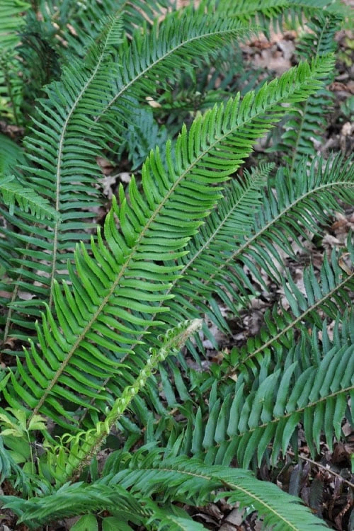 Western Sword Fern (Polystichum Munitum) - 1 Gallon Pot - Image 7