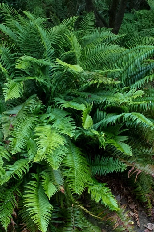 Western Sword Fern (Polystichum Munitum) - 1 Gallon Pot - Image 5